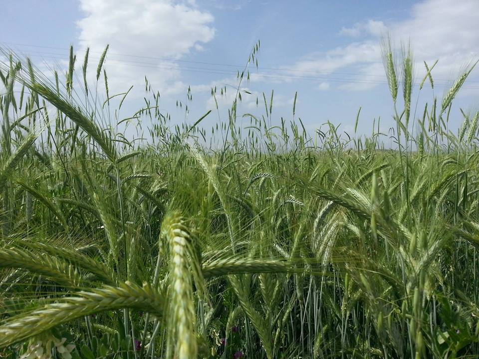 Pazarcık Cennetpınarı Köyü Resimleri 4