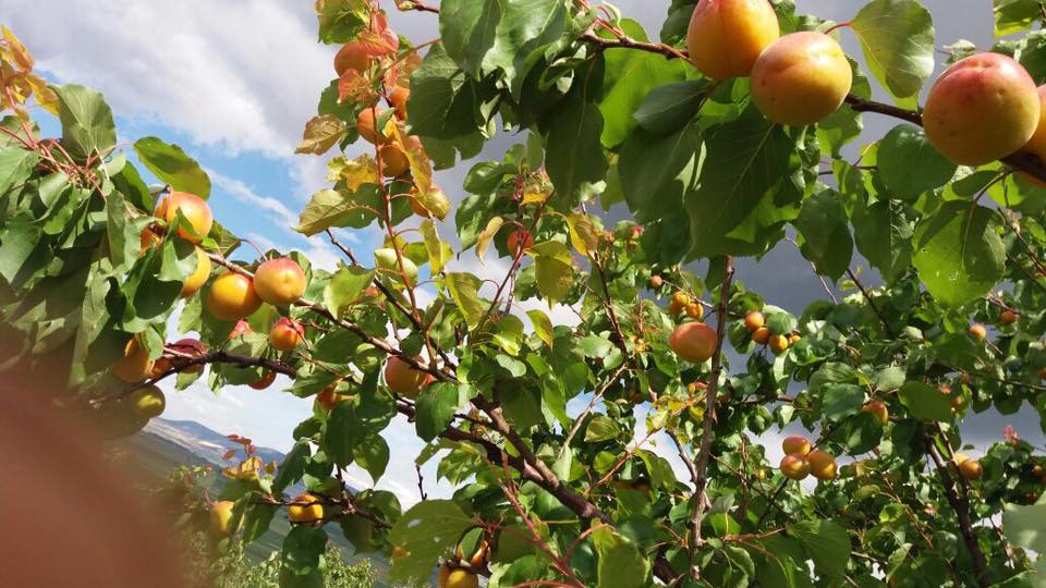 Pazarcık Cennetpınarı Köyü Resimleri 7