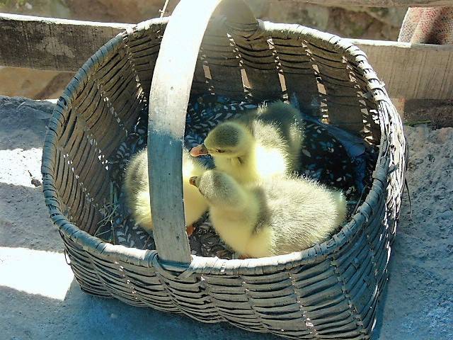 Ladik Yumaklı Köyü Resimleri 12