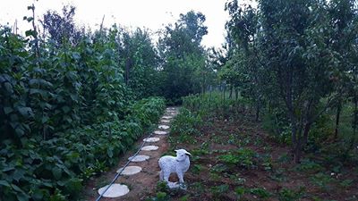 Ladik Yukarıgölyazı Köyü Resimleri 2