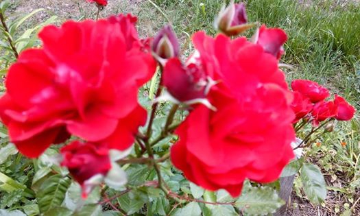 Ladik Teberoğlu Köyü Resmleri 5