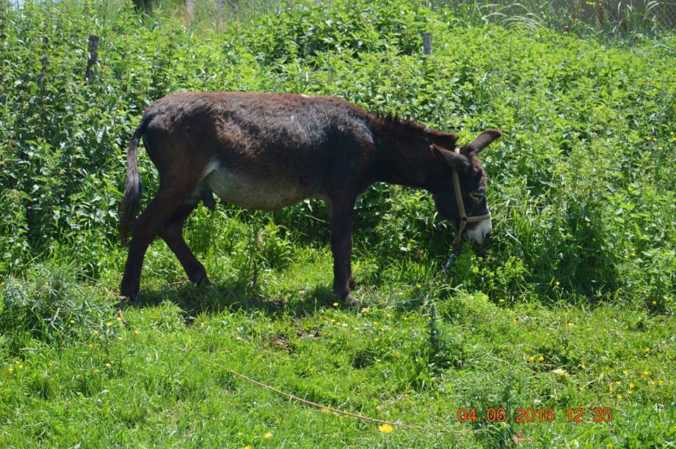 Ladik Söğütlü Köyü Resimleri 6