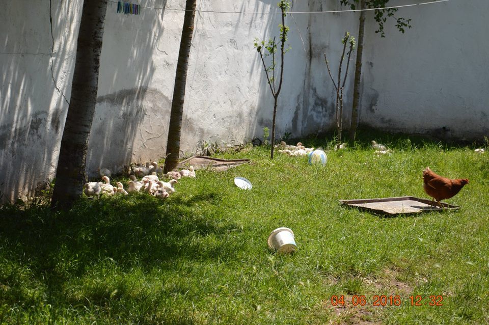 Ladik Söğütlü Köyü Resimleri 9