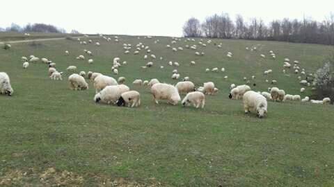Ladik Sarıksızoğlu Köyü Resimleri 5