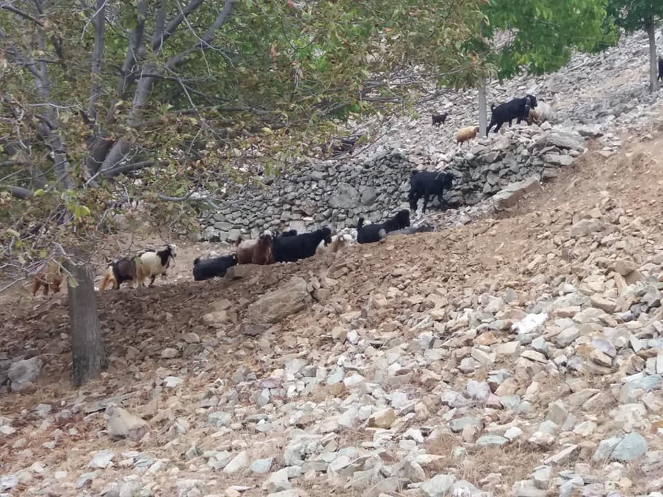 Onikişubat Gölpınar Köyü Resimleri 10