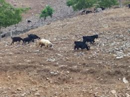 Onikişubat Gölpınar Köyü Resimleri 5