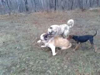 Ladik Salur Köyü Resimleri 8