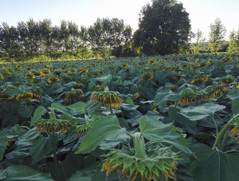 Vezirköprü Ağcayazı Köyü Resimleri 5