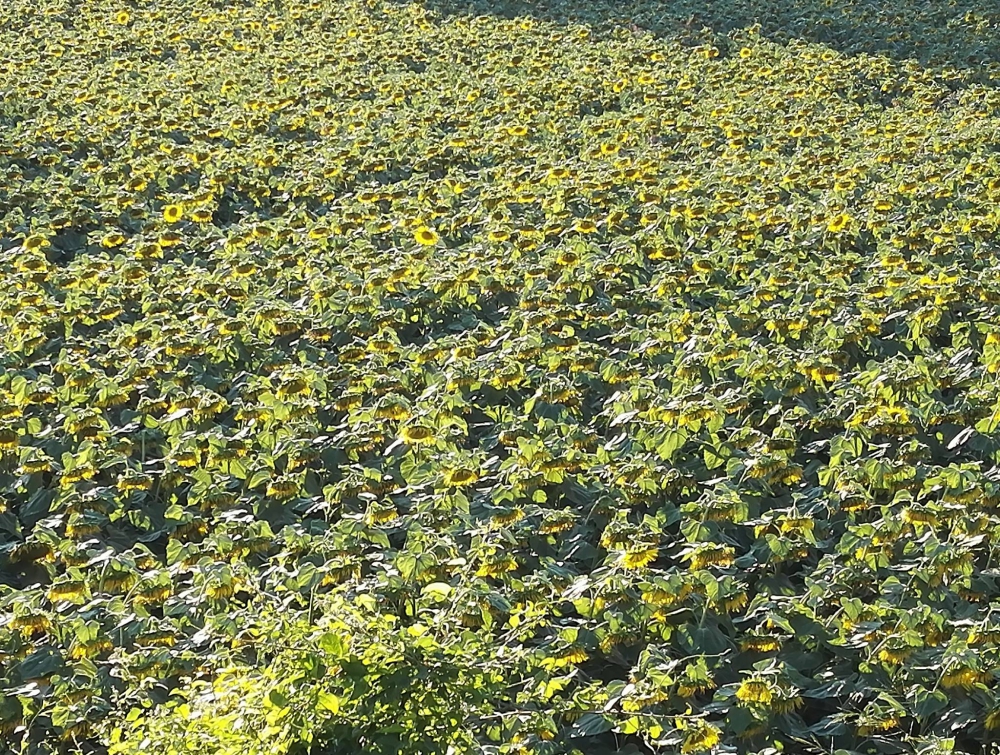 Vezirköprü Ağcayazı Köyü Resimleri 6