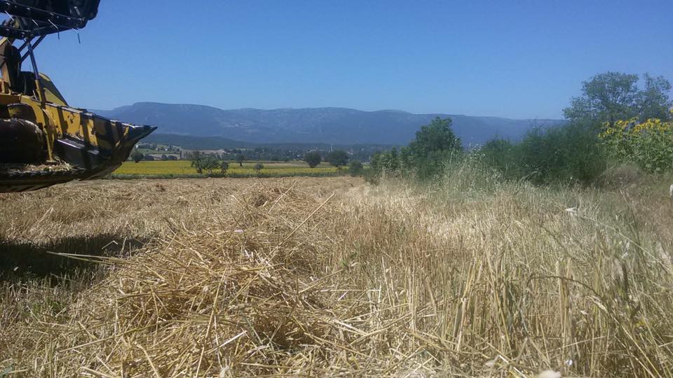 Vezirköprü Ağcayazı Köyü Resimleri 9