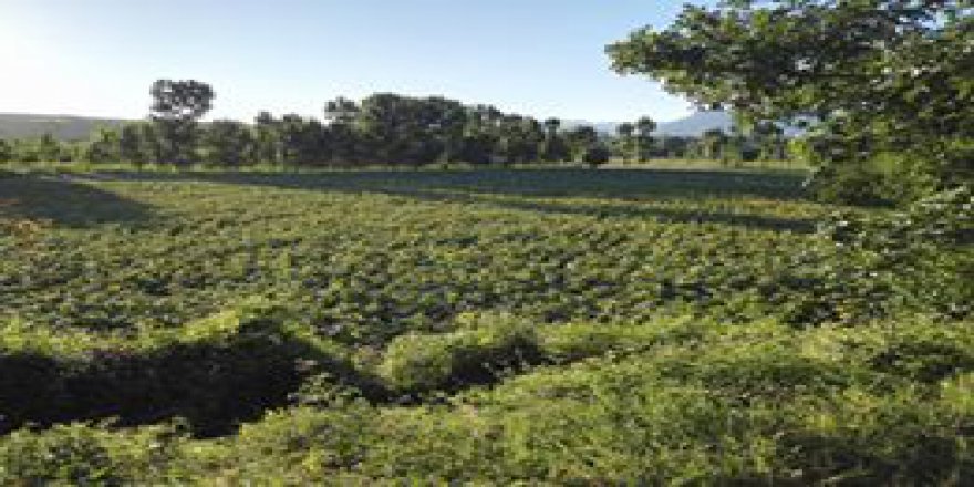 Vezirköprü Ağcayazı Köyü Resimleri