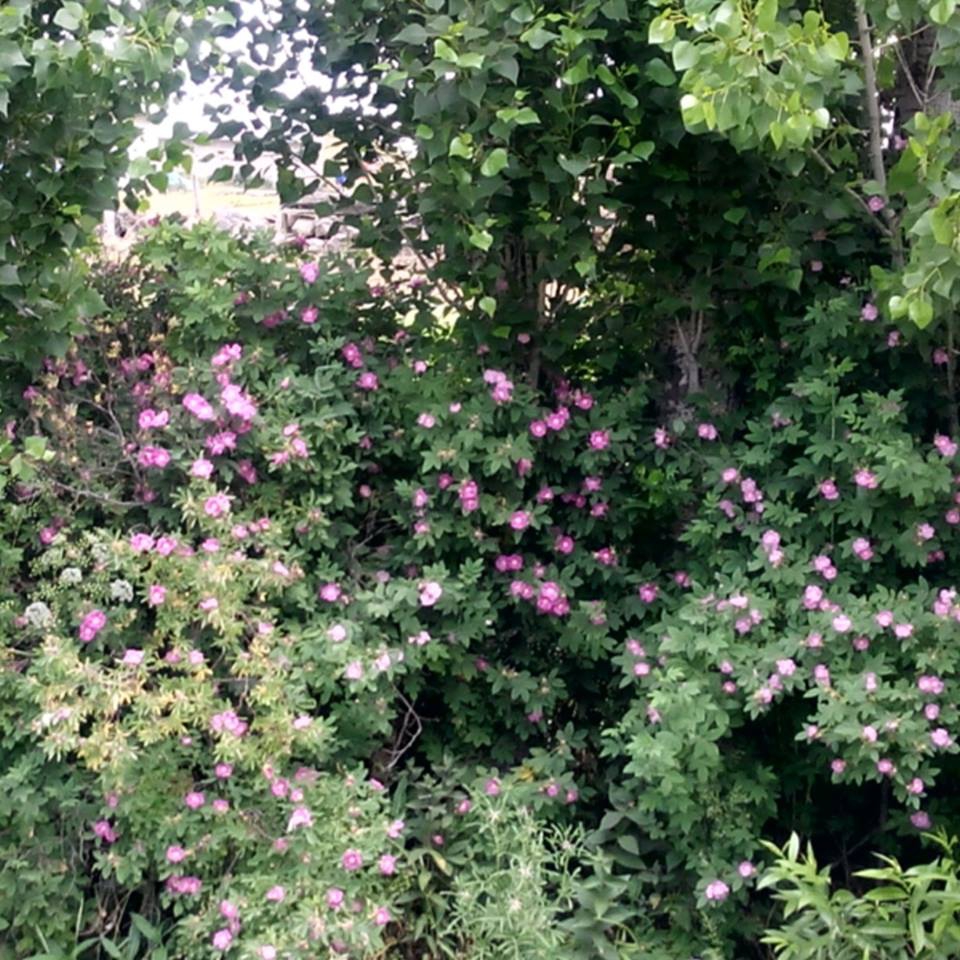 Onikişubat Hürriyet Köyü Resimleri 10