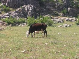 Onikişubat Kaynar Köyü Resimleri 5