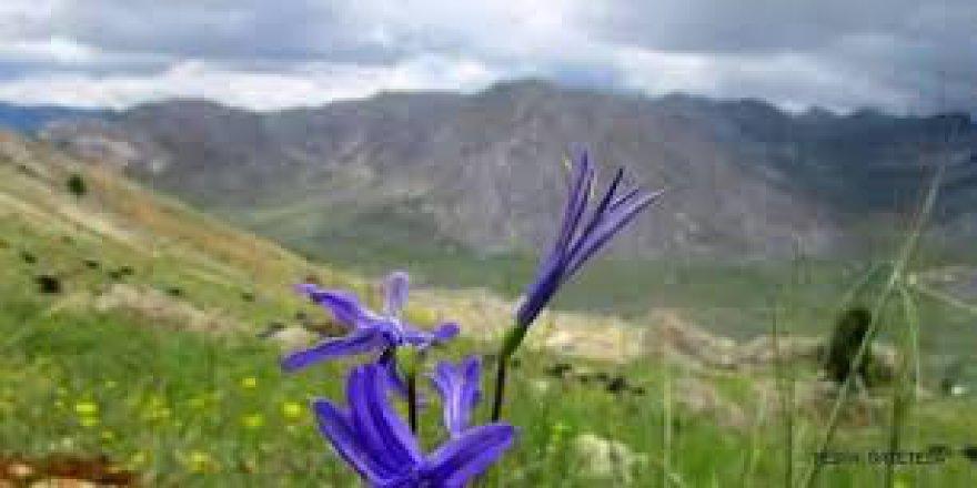 Onikişubat Köseli Köyü Resimleri