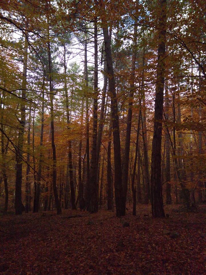 Vezirköprü Avdan Köyü 10