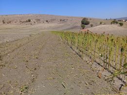 Vezirköprü Avdan Köyü 6