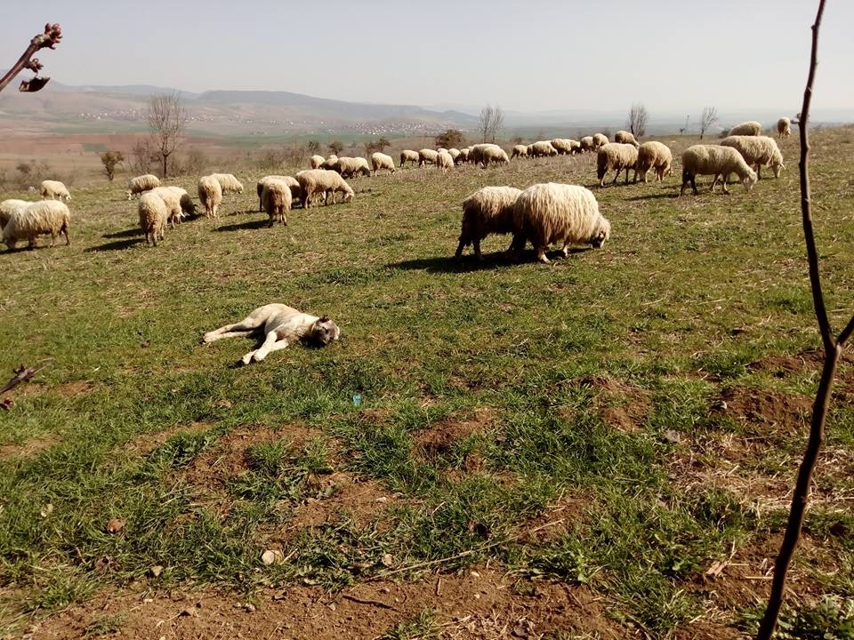 Vezirköprü Avdan Köyü 9