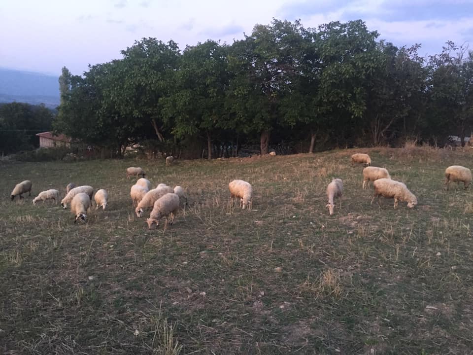 Vezirköprü Bakla Köyü 11