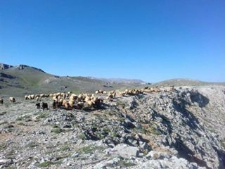 Pazarcık Göçer Köyü Resimleri 3