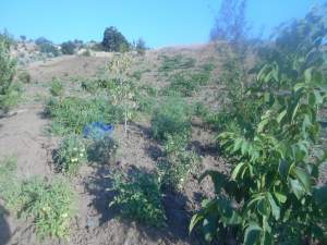 Onikişubat Kürtül Köyü Resimleri 10