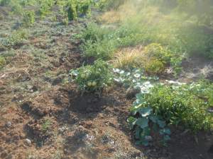 Onikişubat Kürtül Köyü Resimleri 7