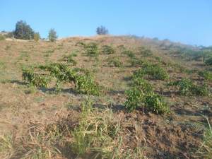 Onikişubat Kürtül Köyü Resimleri 8