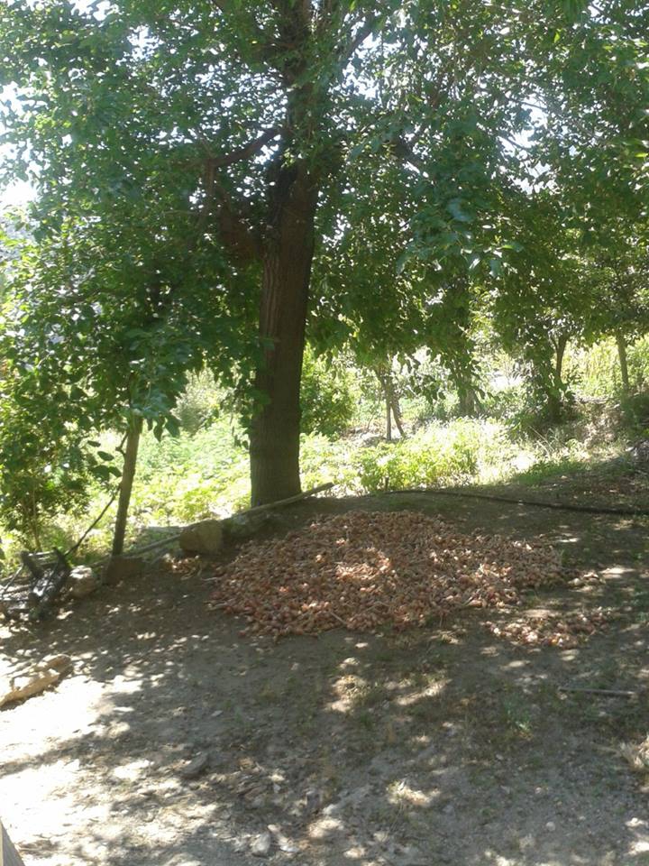 Adana Ortaköy Resimleri 22
