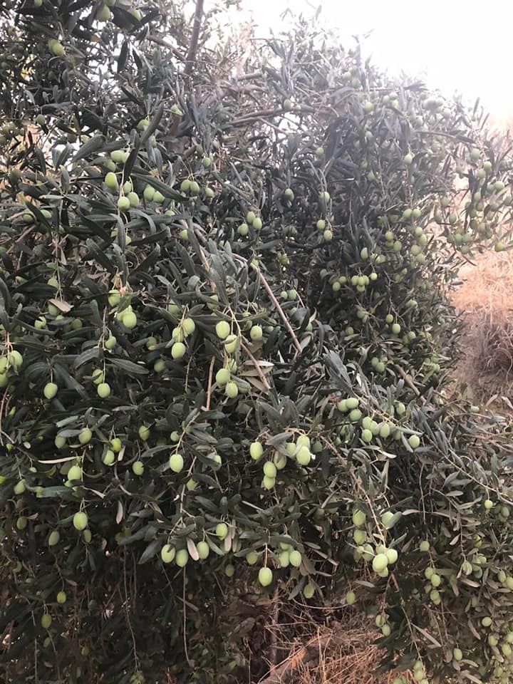 Onikişubat Önsen Köyü Resimleri 4