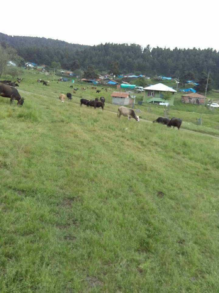 Vezirköprü Belalan Köyü 8