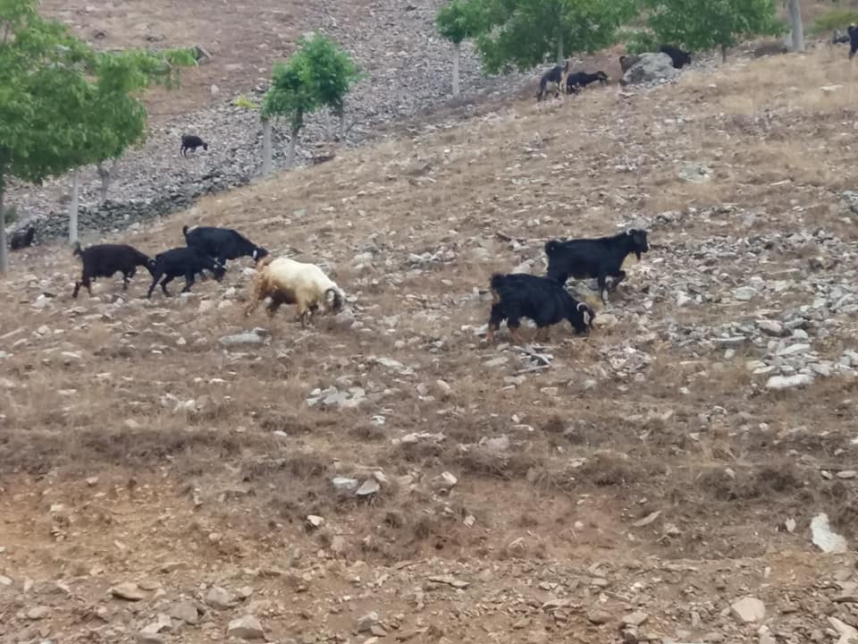 Onikişubat Sadıklı Köyü Resimleri 5