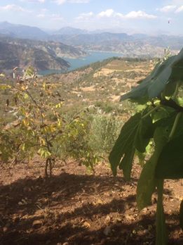 Onikişubat Sarıçukur Köyü Resimleri 10