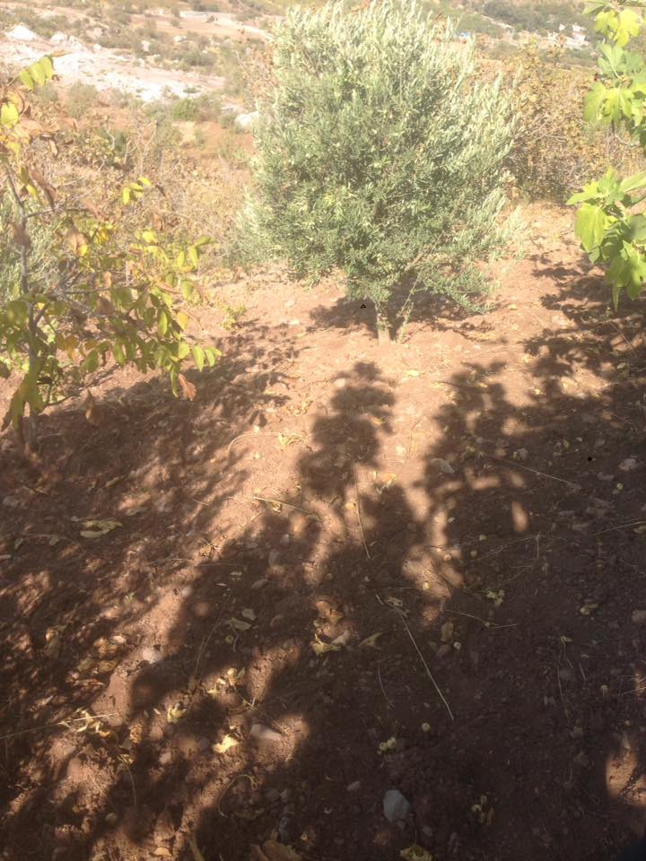 Onikişubat Sarıçukur Köyü Resimleri 13