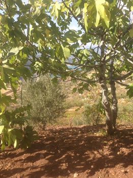 Onikişubat Sarıçukur Köyü Resimleri 4
