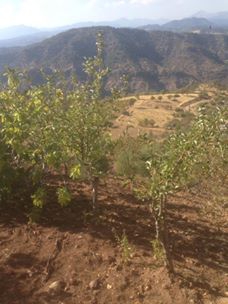 Onikişubat Sarıçukur Köyü Resimleri 6