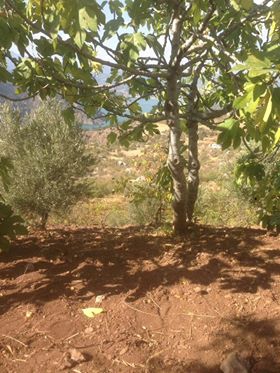 Onikişubat Sarıçukur Köyü Resimleri 9