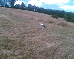 Vezirköprü Boğaköy Köyü 7