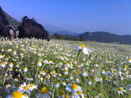 Onikişubat Selimiye Köyü Resimleri 3