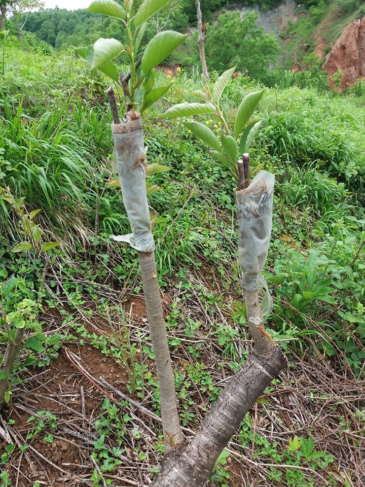 Vezirköprü Boruk Köyü 10