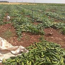 Onikişubat Yolyanı Köyü Resimleri 3