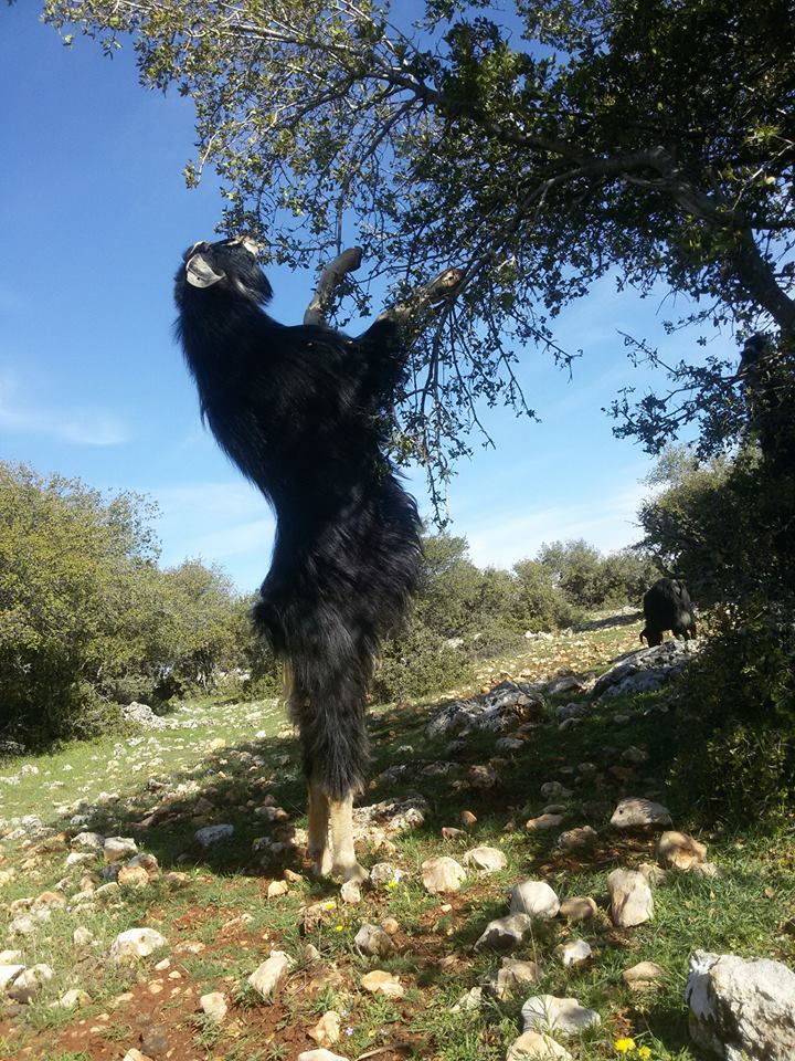 Pazarcık Tetirlik Köyü Resimleri 1