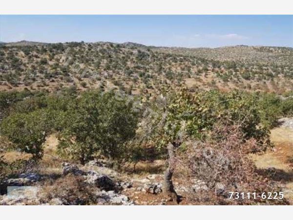 Pazarcık Tetirlik Köyü Resimleri 7