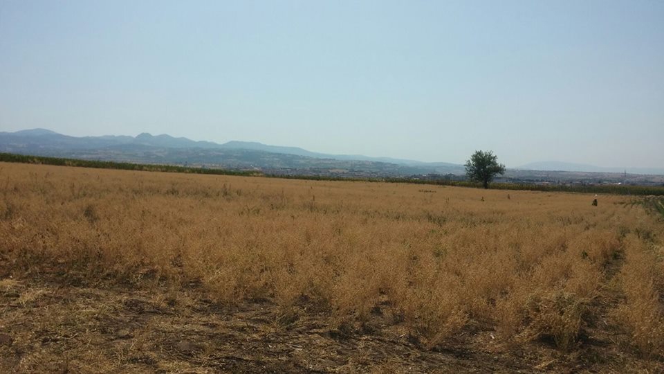 Vezirköprü Çalköy Köyü 4