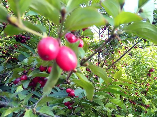 Vezirköprü Çekmeden Köyü 10