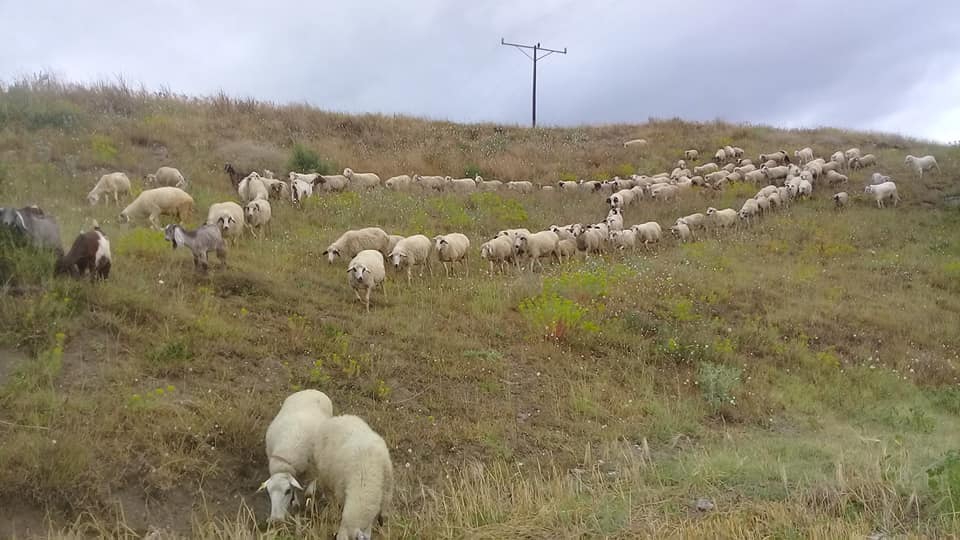 Vezirköprü Çekmeden Köyü 11