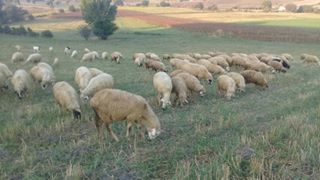 Vezirköprü Çekmeden Köyü 8