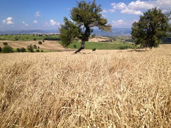 Vezirköprü Gömlekhisar Köyü 2