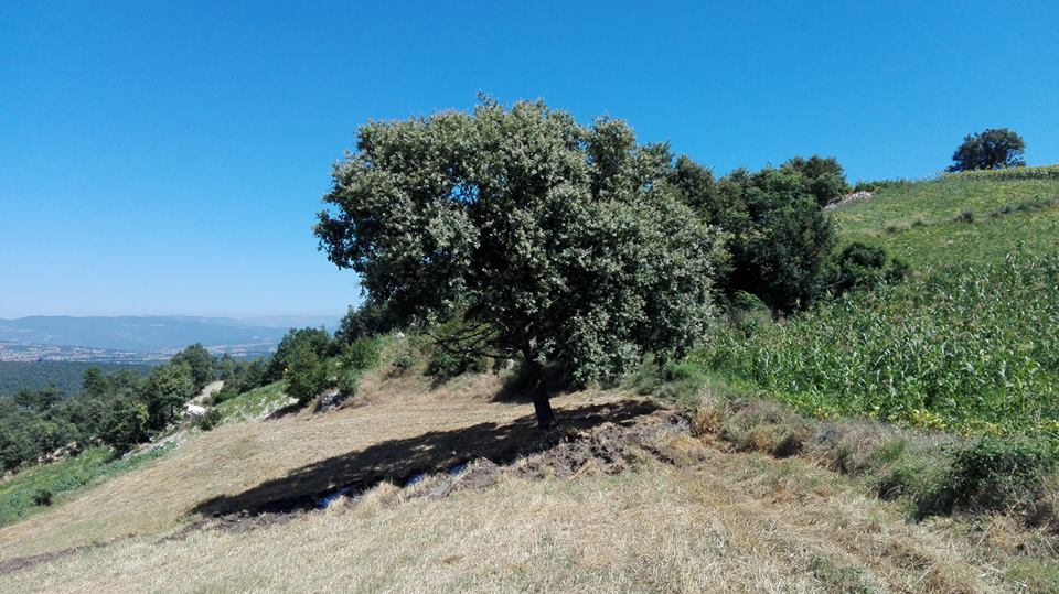 Vezirköprü Göllüalan Köyü 4