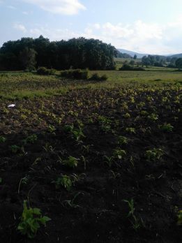 Vezirköprü Esen Köyü 4