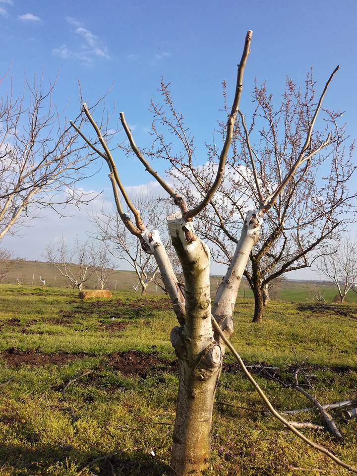 Edirne Menekşesofular Köyü Resimleri 13