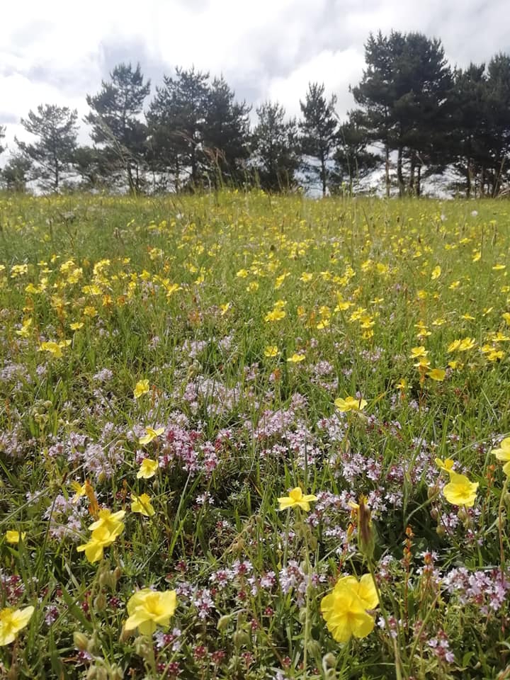 Vezirköprü Duruçay Köyü 15